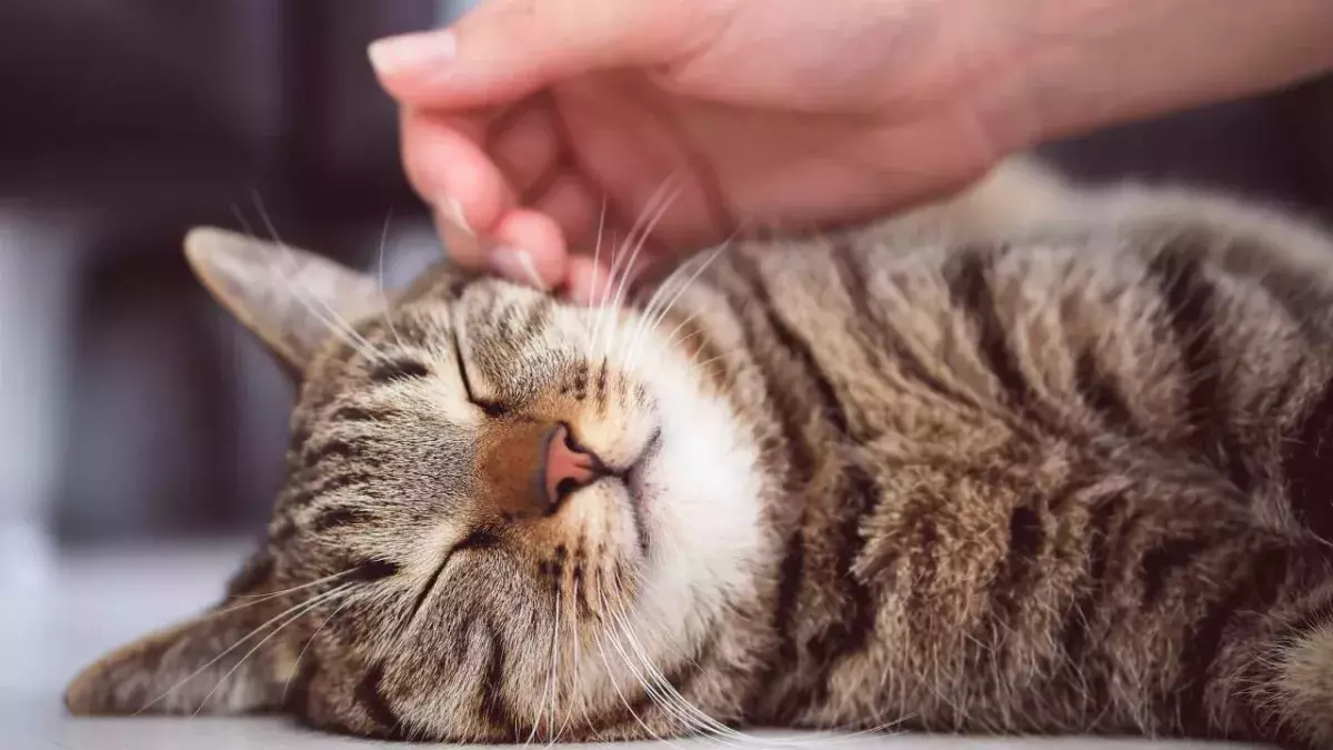 Chat