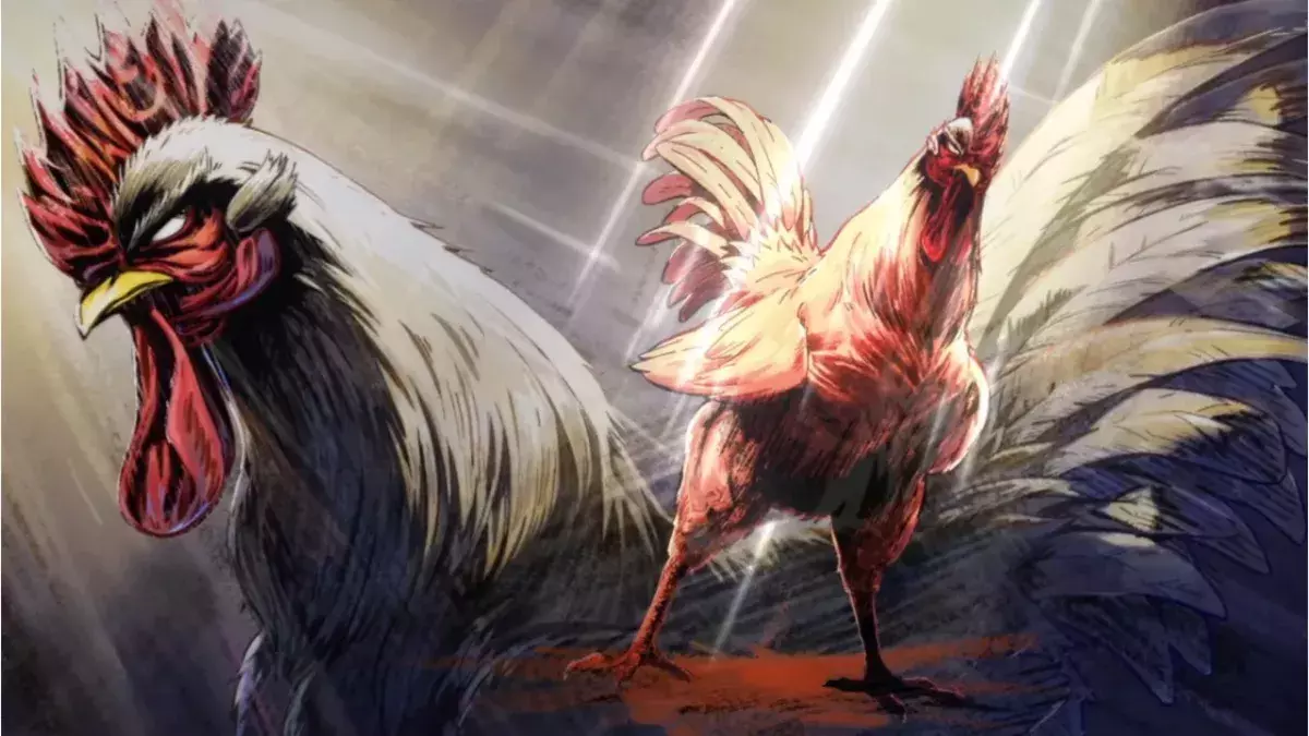 Coq de baston