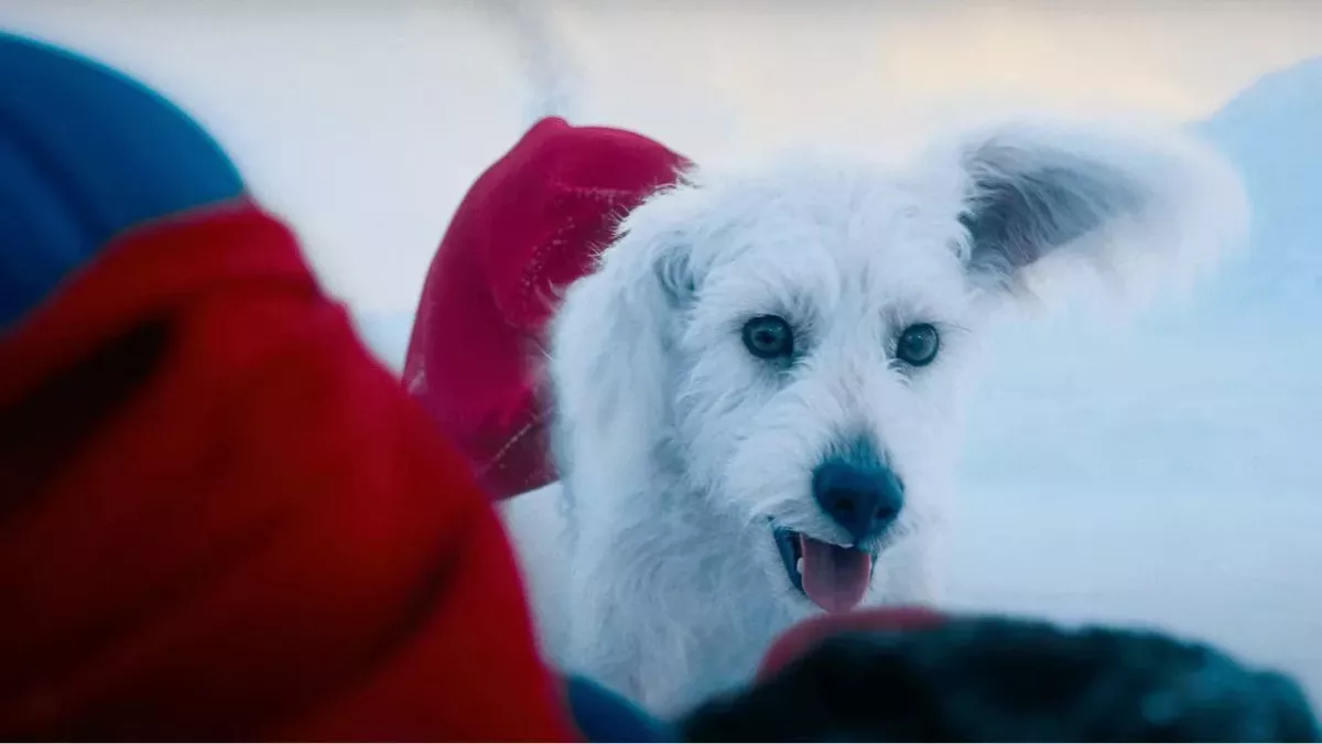 Superman Krypto adoption chien