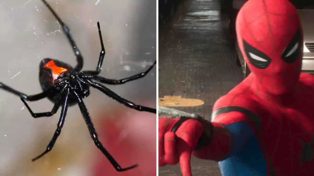 3 frères se font mordre par une Veuve noire pour devenir Spider-Man
