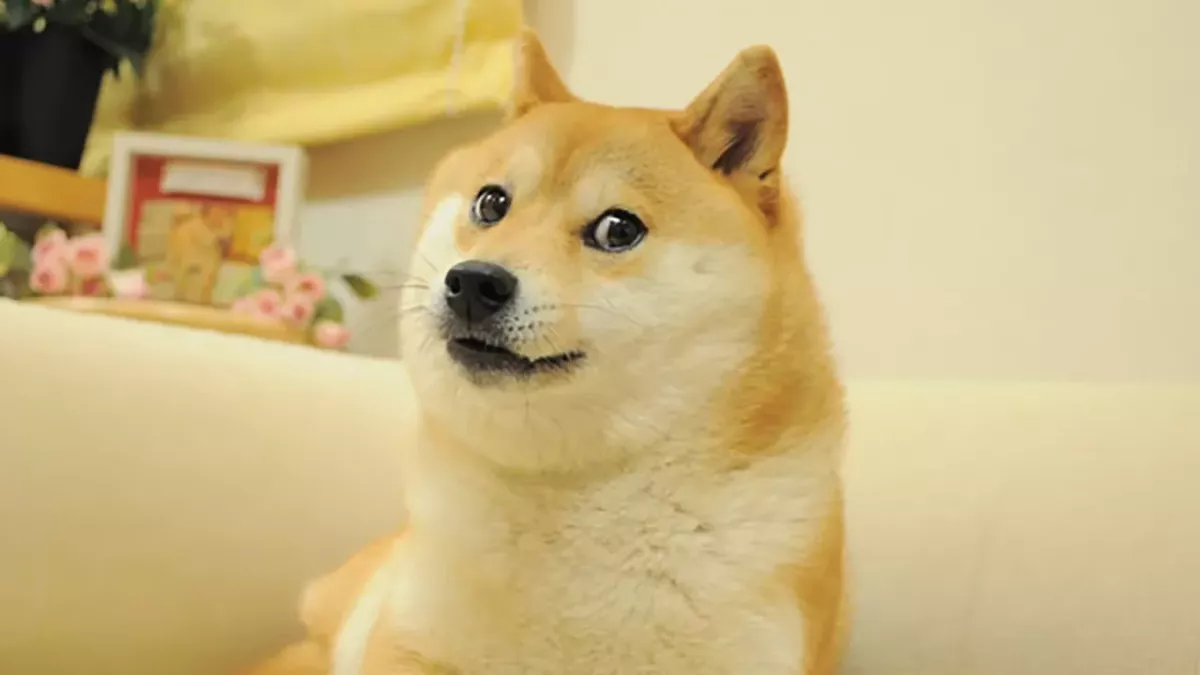 Meme Doge 