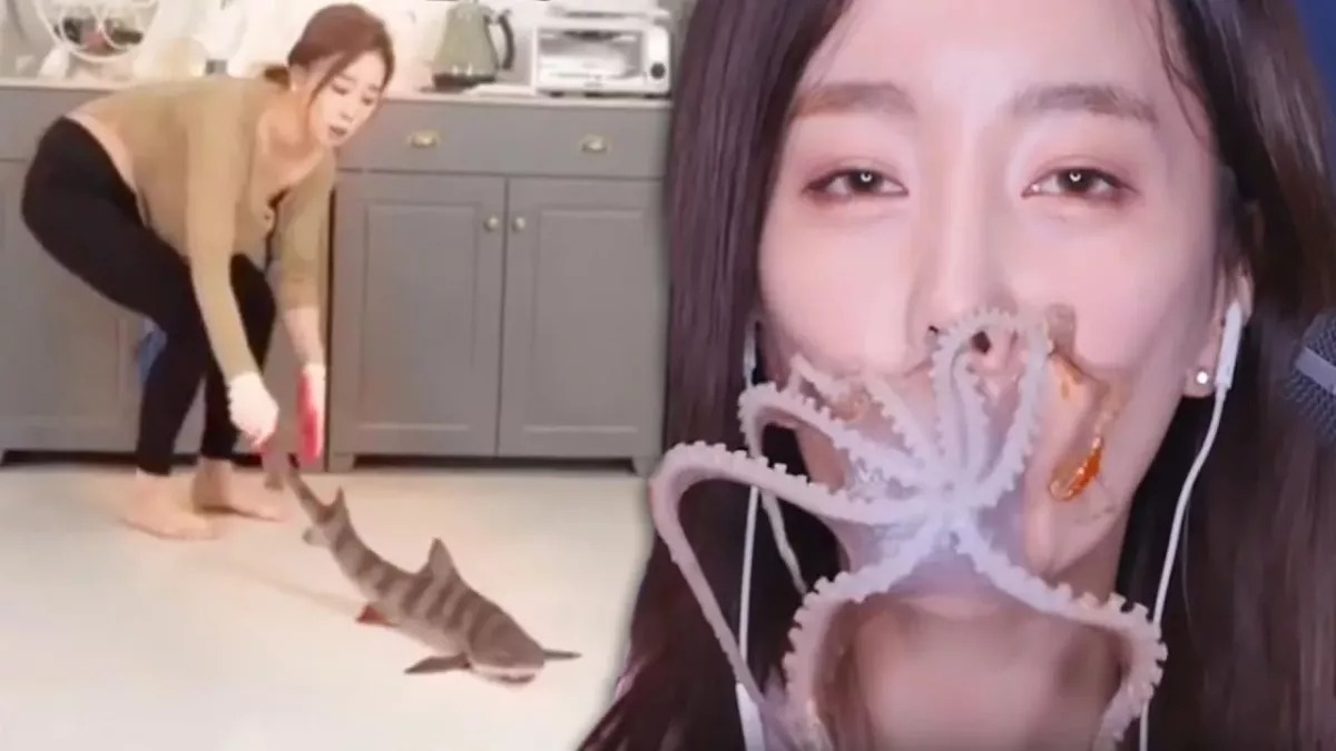 Ssoyoung torture animaux youtube