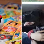 Un enfant vend ses cartes Pokémon pour sauver son chien, Pokémon Company lui fait un beau cadeau