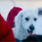 Superman Krypto adoption chien