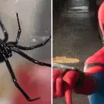 3 frères se font mordre par une Veuve noire pour devenir Spider-Man
