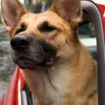 chien meilleur jeu vidéo speedrun