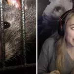 Cette streameuse de League of Legends se fait attaquer par un rat