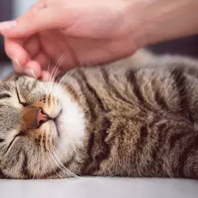 Chat