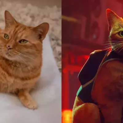 Chat errant qui a inspiré le jeu Stray