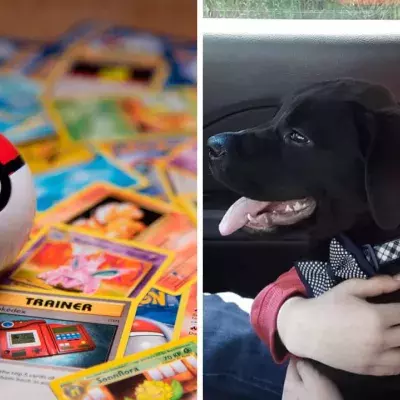 Un enfant vend ses cartes Pokémon pour sauver son chien, Pokémon Company lui fait un beau cadeau