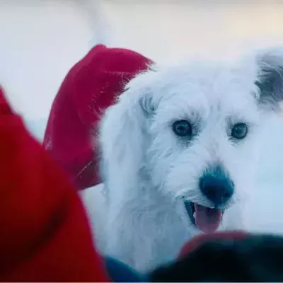 Superman Krypto adoption chien