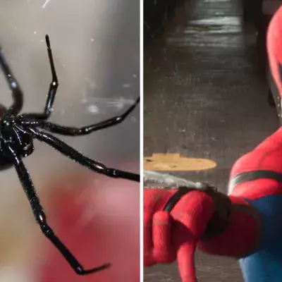 3 frères se font mordre par une Veuve noire pour devenir Spider-Man