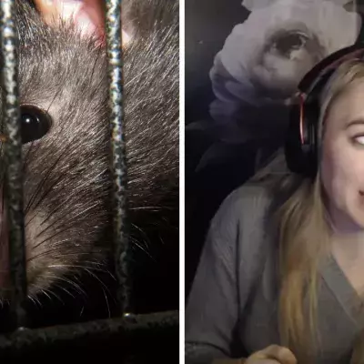 Cette streameuse de League of Legends se fait attaquer par un rat