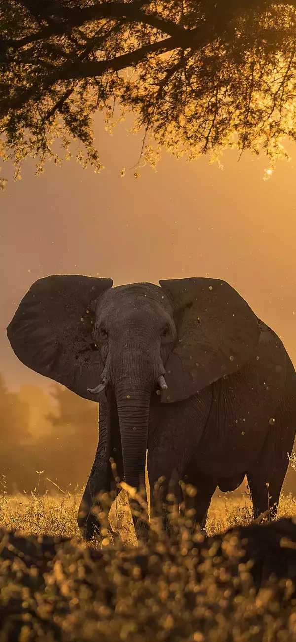 Fond d'écran iPhone 11, 11 Pro et 11 Pro Max : animal éléphant