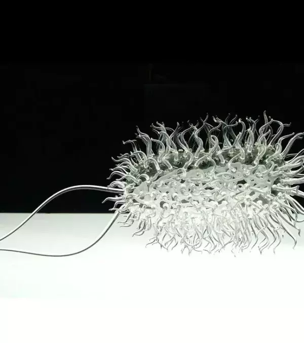 La bactérie Escherichia coli reconstituée en verre