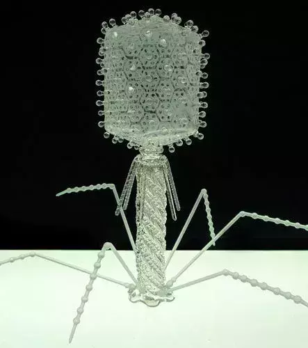 Le bactériophage t4 reconstitué en verre