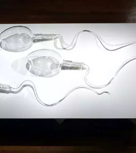 Ponctuellement, Luke Jerram représente d’autres composants biologiques en verre comme ces spermatozoïdes