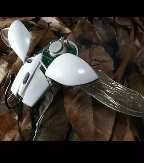 Souris Scarabée