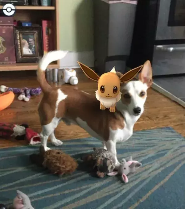 Apparitions surprenantes dans Pokémon Go : un animal de plus avec Evoli