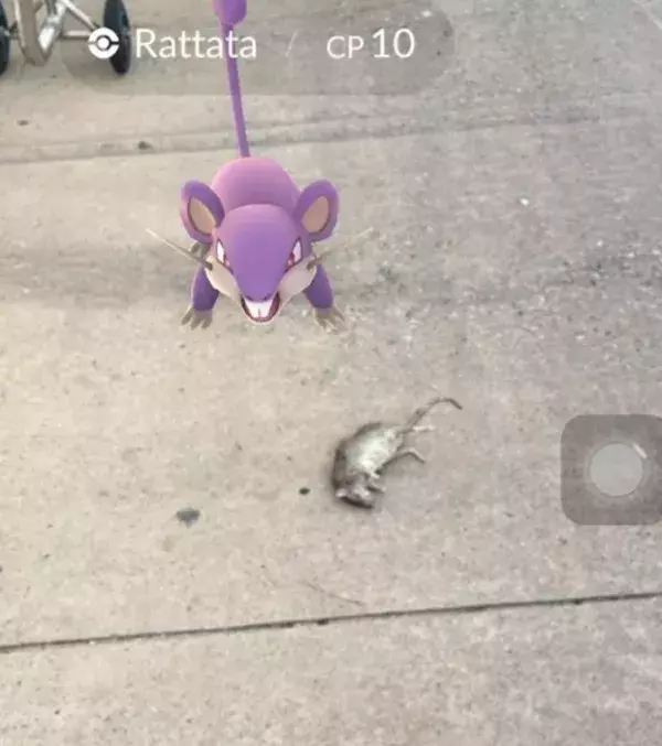 Apparitions surprenantes dans Pokémon Go : un Rattata face à un Rattata réel