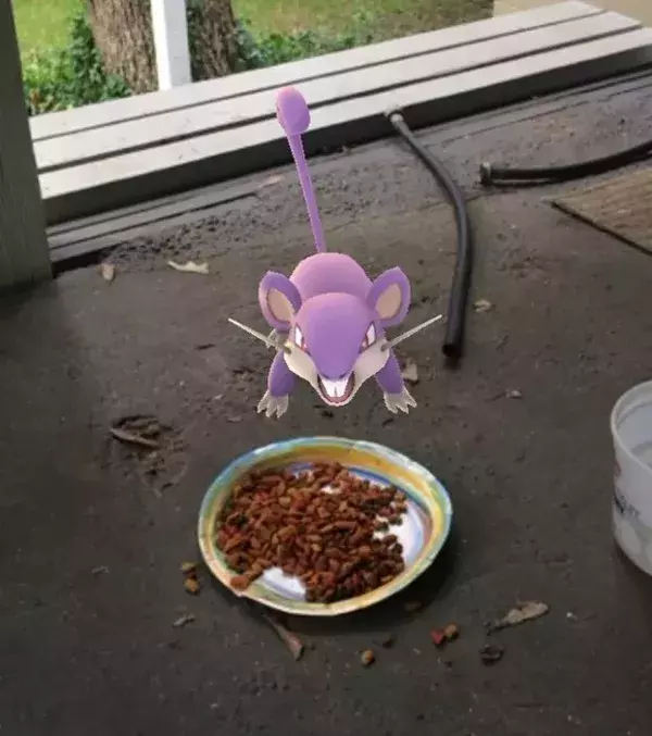 Apparitions surprenantes dans Pokémon Go : Un Rattata se nourrit dans la gamelle du chien