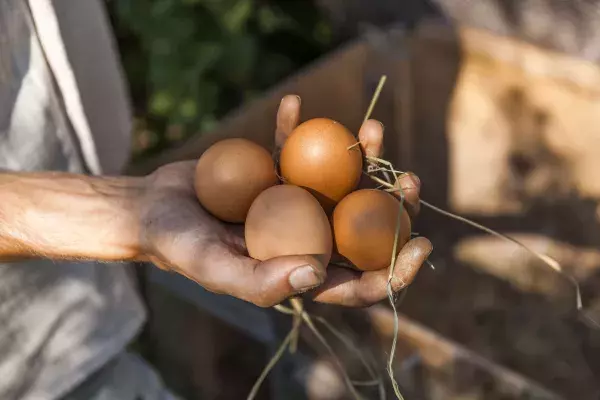 Eggs                                     