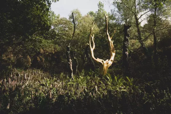 7. La Forêt de Brocéliande, Bretagne