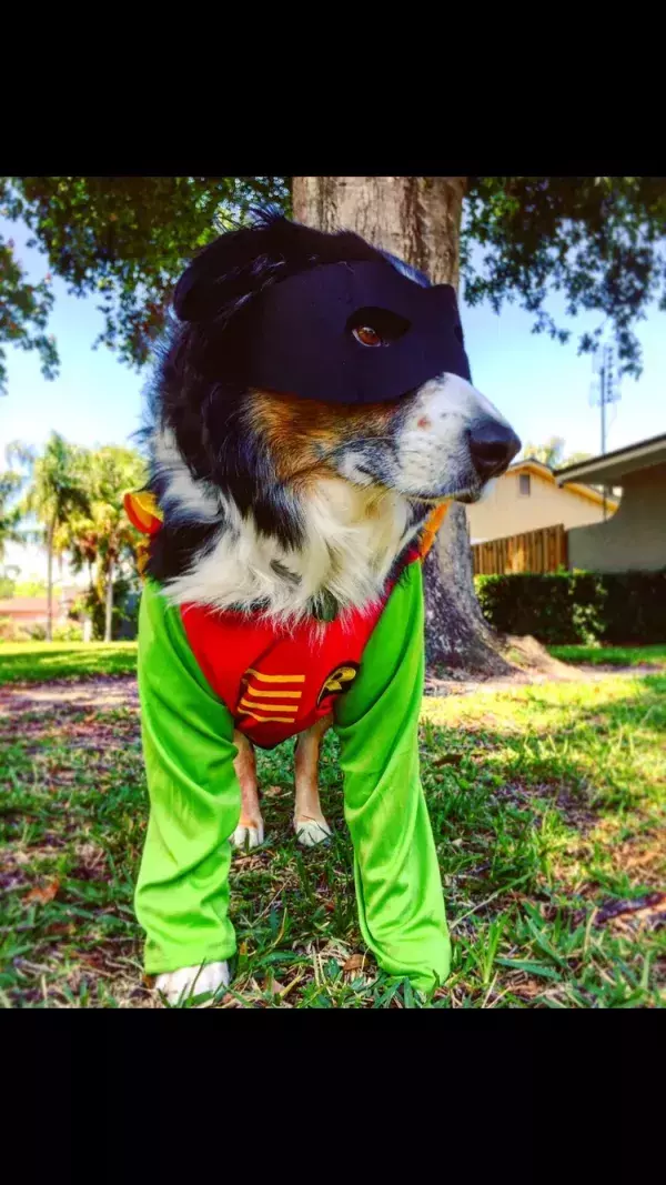 Batman4Paws : le fidèle Robin