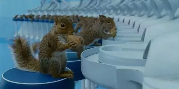 Des écureuils naturellement doués dans la fabrique de Willy Wonka