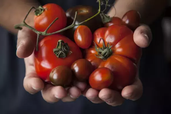 Tomatoes                               
